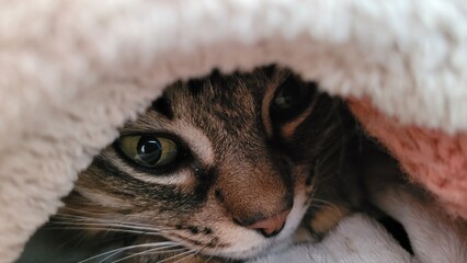 Chat tigré sous couverture