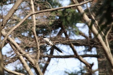 東京の野鳥、オナガ。