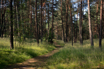 View of the coniferous pine forest at the foot of the Efa height (Walnut Dune) on a sunny summer day, Curonian Spit, Kaliningrad region, Russia
