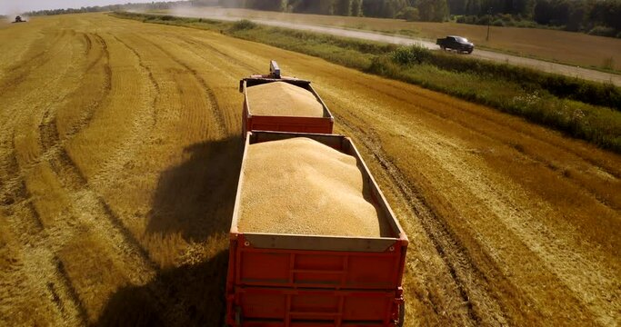 Aerial view of cargo truck driving on dirt road between agricultural wheat fields making lot of dust. Transportation of grain after being harvested by combine harvester during harvesting season