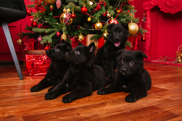 Black German Shepherd puppies sit under the Christmas tree. Dogs on the background of gifts.