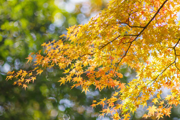 晩秋の里山。まだ色づく紅葉が残り冬の訪れを待つ。背景をぼかして葉を浮き上がらせて撮影