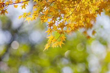 晩秋の里山。まだ色づく紅葉が残り冬の訪れを待つ。背景をぼかして葉を浮き上がらせて撮影