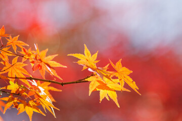 晩秋の里山。まだ色づく紅葉が残り冬の訪れを待つ。背景をぼかして葉を浮き上がらせて撮影