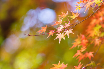 晩秋の里山。まだ色づく紅葉が残り冬の訪れを待つ。背景をぼかして葉を浮き上がらせて撮影