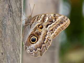 Ein Bananenfalter mit geschlossenen Flügeln in der Seitenansicht