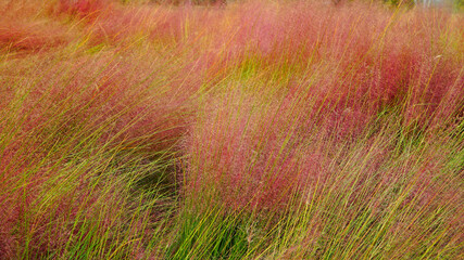 Pink Muhly with lighter color in the autumn 