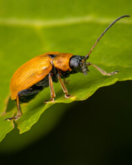 Naklejka premium Macrophotography of a Willow Leaf Beetle (Lochmaea capreae) on a green leaf. Extremely close-up and details.