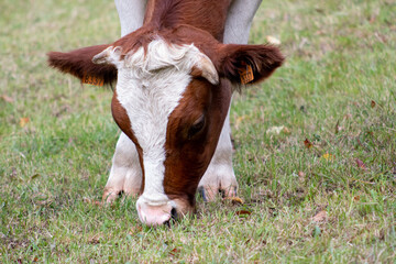 Naklejka na ściany i meble close-up grazing cow