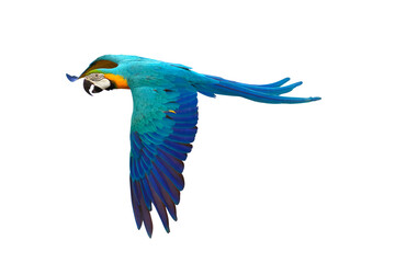 Colorful flying parrot isolated on transparent background png file