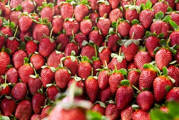 Strawberry field on fruit farm. Fresh ripe organic strawberry in basket. High quality photo