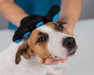 Veterinarian combing a Jack Russell Terrier dog with a special glove. 