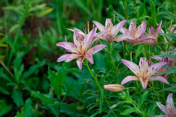 Beautiful lilies on a bright sunny summer day