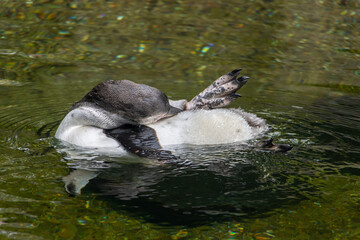 The Humboldt penguin (Spheniscus humboldti) swim in a water