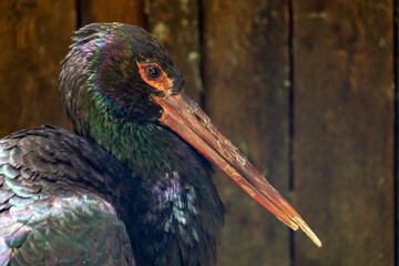 The portrait of a black stork (CICONIA NIGRA)