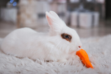 A white rabbit sits on a white carpet and wants to eat a carrot.