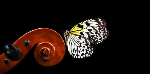 violin fretboard. melody concept. bright tropical butterfly on violin neck isolated on black. music...