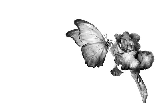 tropical morpho butterfly on iris flower isolated on white. black and white