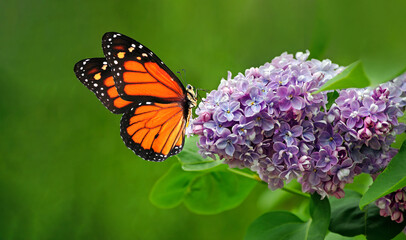 bright orange monarch butterfly on lily flowers in the garden.