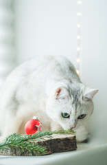 Weiße britisch Kurzhaar Katze, die an der Weihnachtsdekoration schnüffelt