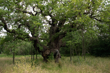 The Big Oak in Sherwood forest, Nottingham, UK