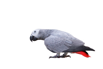 Fototapeta premium African gray parrot standing isolated on transparent background png file