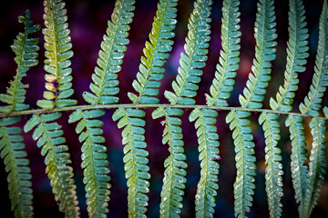 Obraz premium Fougère