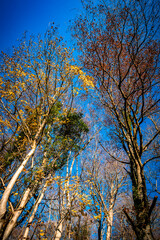 Arbres vus du sol dans la forêt en automne
