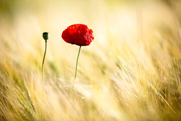 poppy field in summer