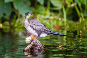 Cormorant