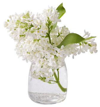 White lilac branches in a glass jar. Lilac flowers isolated on white background.