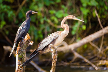 African Darter and Cormorant