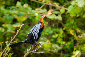 African Darter