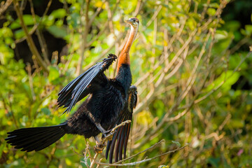 African Darter