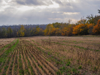 Fototapeta premium field of wheat