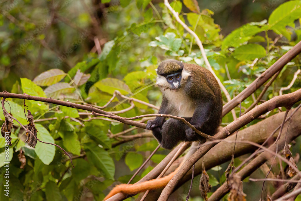 Poster Red Tailed Monkey on a Tree