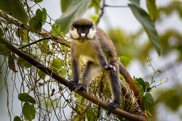 Red Tailed Monkey on a Tree