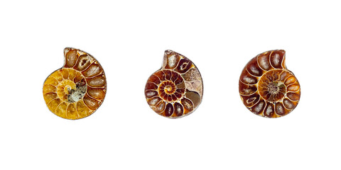 Brown spiral ammonite fossil mollusk set isolated on white background.