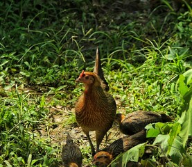 Chickens 