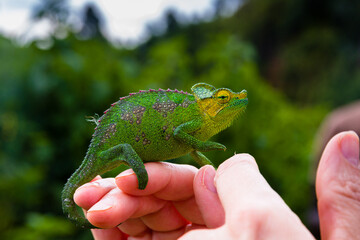 Chameleon on a hand