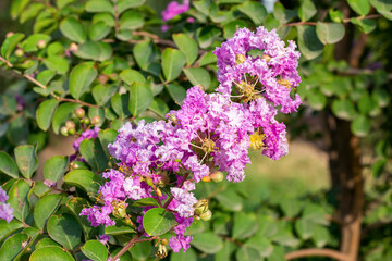 Bright pink Lagerstroemia Indica (Crape Myrtle) flowers with green leaves on branches in the garden in summer.