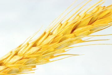 Bright yellow wheat stem with grains on white background close up. - 552759127