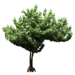 Fototapeta premium Generic Plant Tree PNG rendered in 4K Resolution for compositing and Background. With transparency alpha channel. 8K based in 3d model.