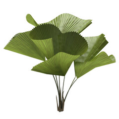 Generic Plant Tree PNG rendered in 4K Resolution for compositing and Background. With transparency alpha channel.  8K based in 3d model.