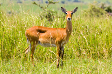 Uganda Kob in the gras