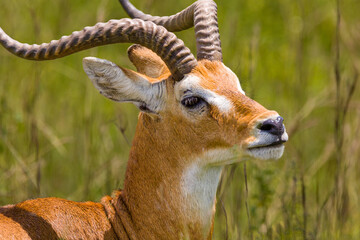 Uganda Kob in the gras