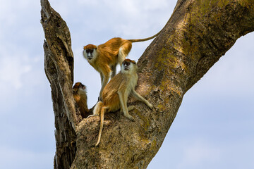 Patas Monkey