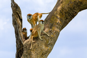 Patas Monkey
