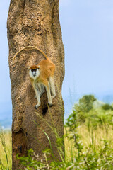 Patas Monkey