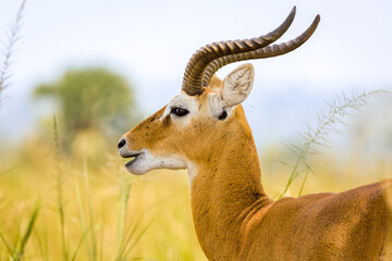 Uganda Kob